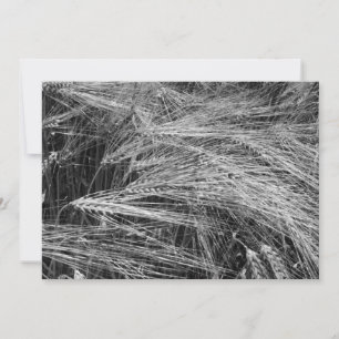 Convite Ursos de cevada (Hordeum vulgare)