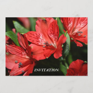 CONVITE vermelho do Alstroemeria
