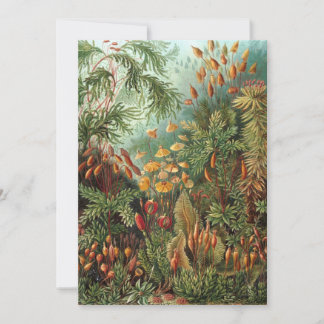 Convite Vintage Muscinae, Moss Vegetais de Ernst Haeckel