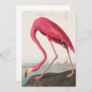 Convite Vintage Pink Flamingo Audubon