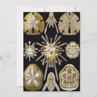 Convite Vintage Sea Urchins Sand Dollares por Ernst Haecke