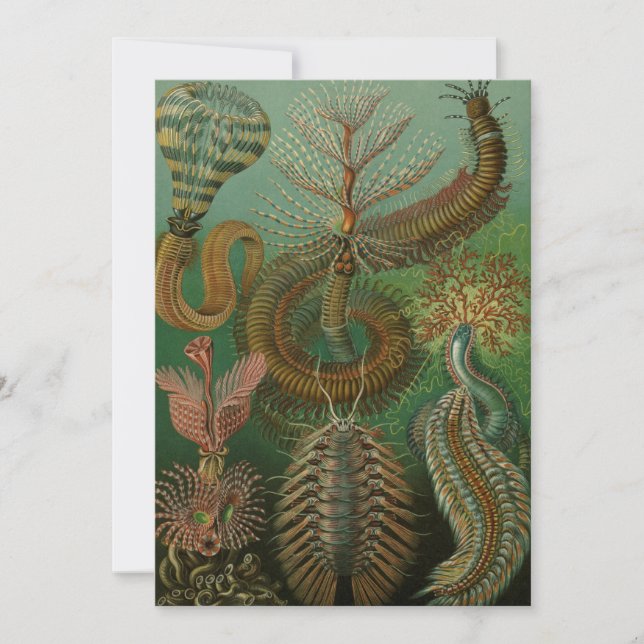 Convite Vintage Worms Annelids Chaetopoda por Ernst Haecke (Frente)