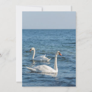 Convite White swan Cygnus