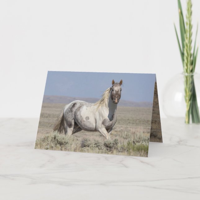 Convite Wild Pintaloosa Stallion Greeting Card (Frente)