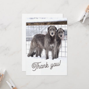 Convite Wolfhounds irlandês na neve