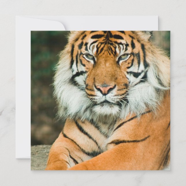 Convites alaranjados do tigre (Frente)