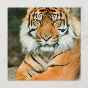 Convites alaranjados do tigre