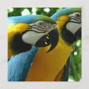 Convites azuis e Dourados dos Macaws