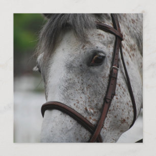 Convites bonitos do cavalo do Appaloosa