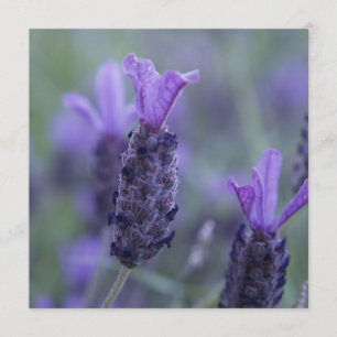 Convites da foto da flor da lavanda