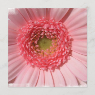 Convites da margarida do rosa Pastel