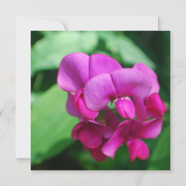 Convites De Ervilha Doce (Frente)