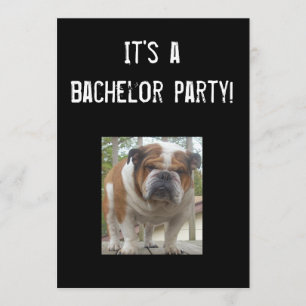 Convites de Festa de Solteiro de Bulldog Inglês