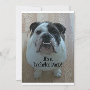 Convites de festa de solteiro de English Bulldog l