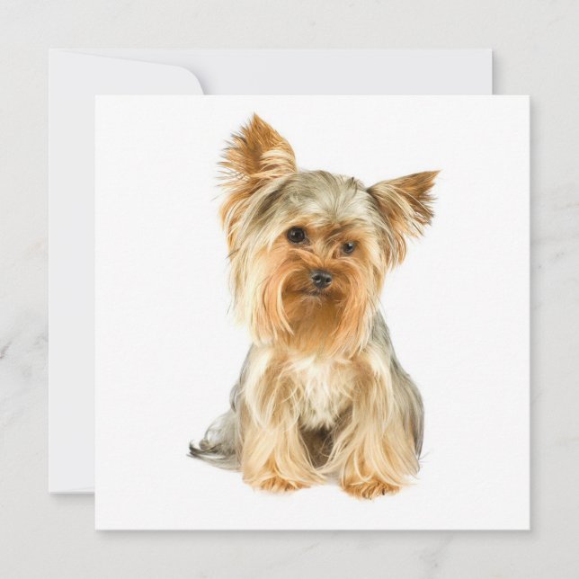 Convites de Filhotes de Yorkie (Frente)