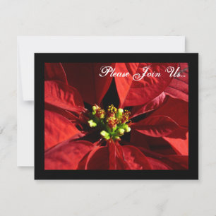 Convites de Natal para Feriado de Poinsettia