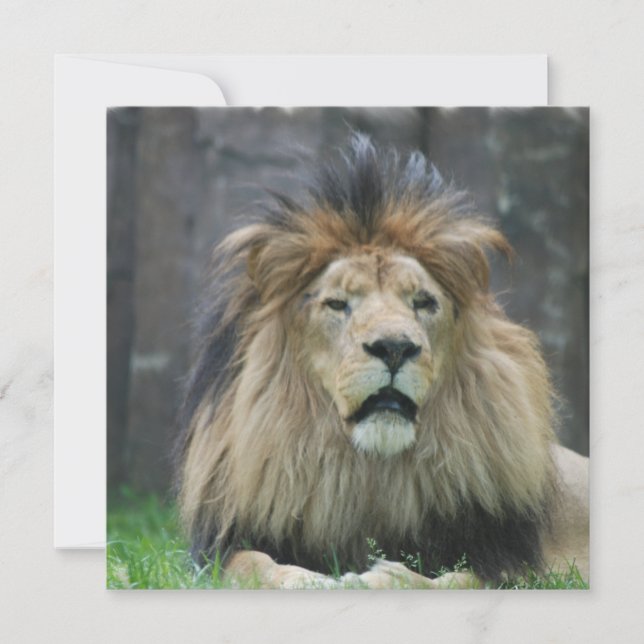 Convites do leão (Frente)