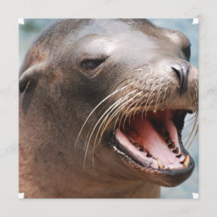 Convites do Leão do Mar da Califórnia