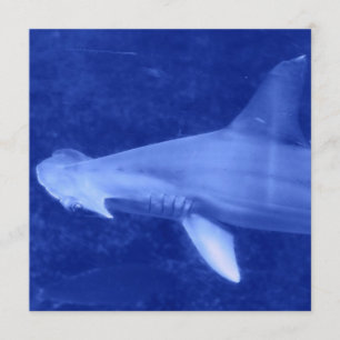 Convites do tubarão de Hammerhead