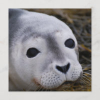 Convites doces do selo de bebê