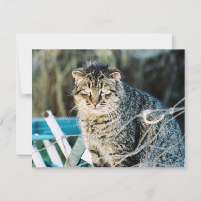 Convites ferozes do gato de Tom do punk rock (Frente)