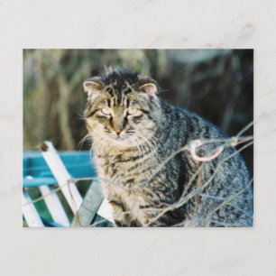 Convites ferozes do gato de Tom do punk rock