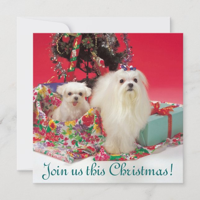 Convites malteses do Natal (Frente)