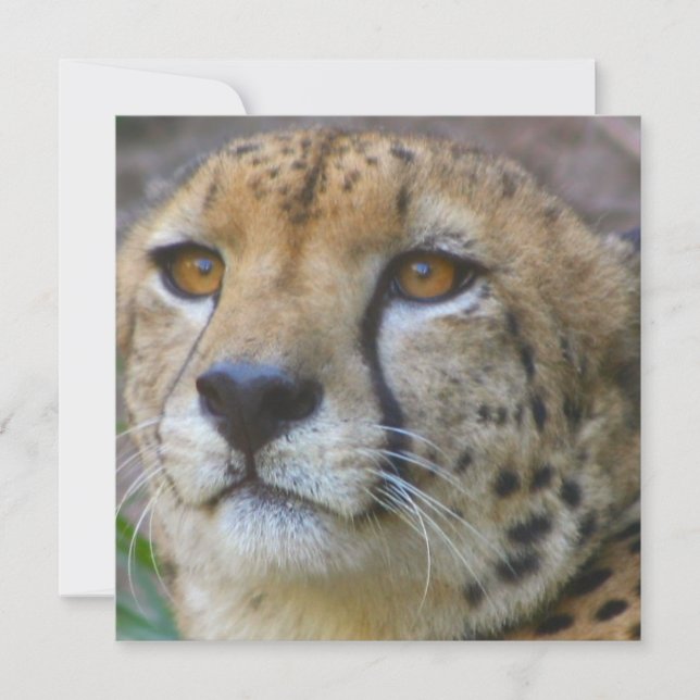 Convites para Chita Selvagem (Frente)