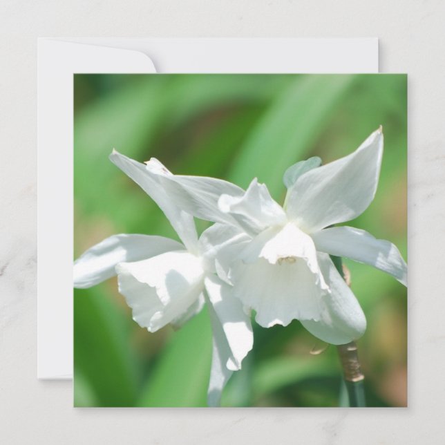 Convites para Daffodilos de Taça Pequena (Frente)