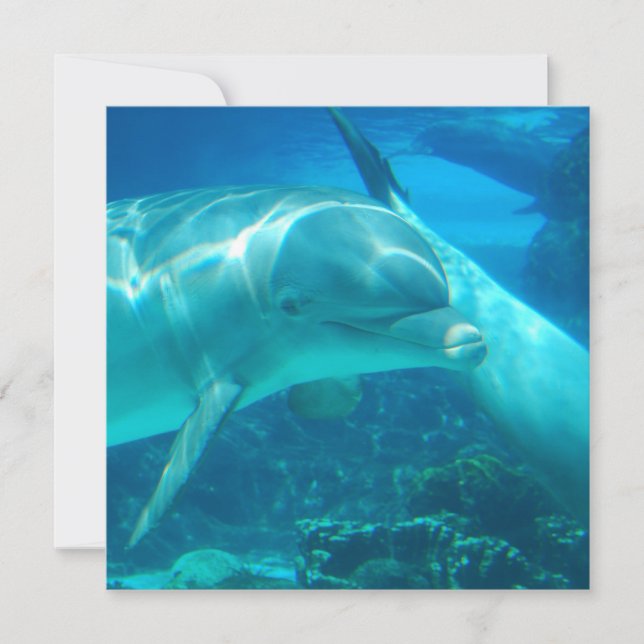 Convites para golfinhos (Frente)