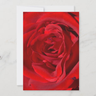 Convites para Rosa vermelha brilhante