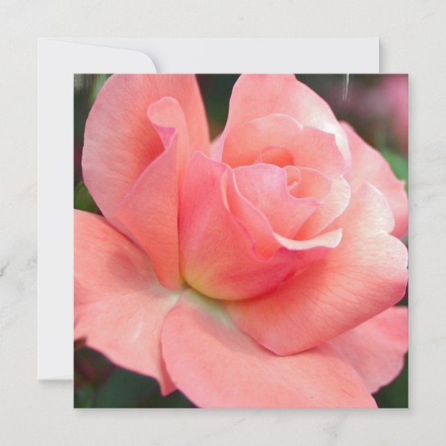 Convites Rosa Rosa Rosa Rosa Rosa Rosa (Frente)