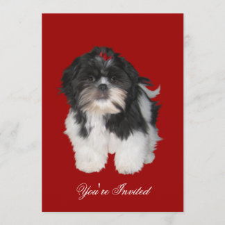 Convites Shitzu Shih Tzu Cachorrinhos