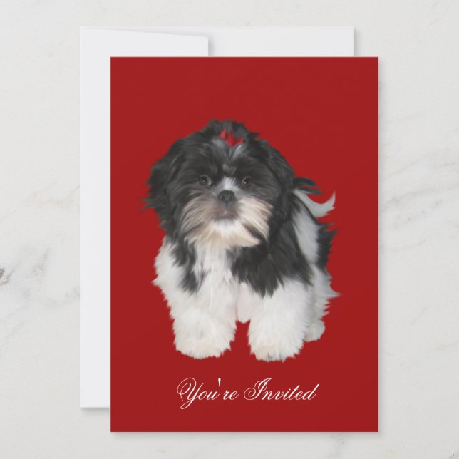 Convites Shitzu Shih Tzu Puppy Cães (Frente)
