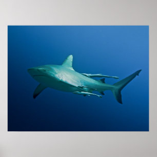 Cool Reef Shark Poster