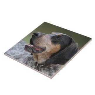 Coonhound