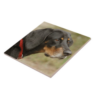Coonhound - Gracie Lou