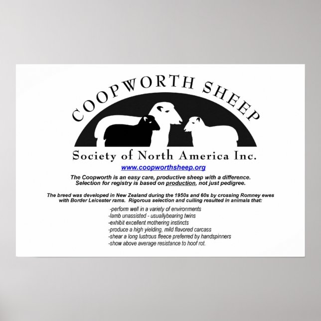 Coopworth Sheep Poster (Frente)