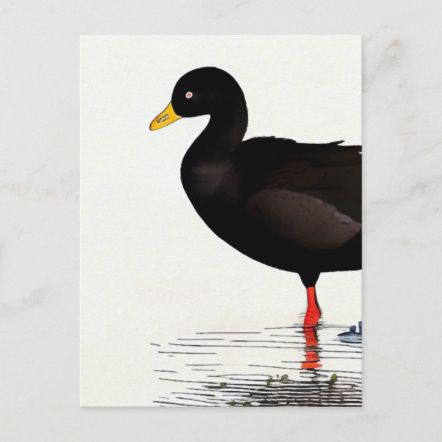 Coot Americano - Pássaro - Cartão de Arte Natural (Frente)