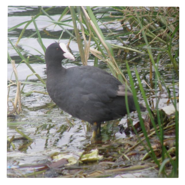 Coot no Azulejo do Riverbank (Frente)