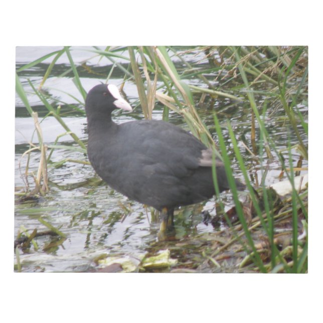 Coot no Bloco de Notas do Riverbank (Frente)