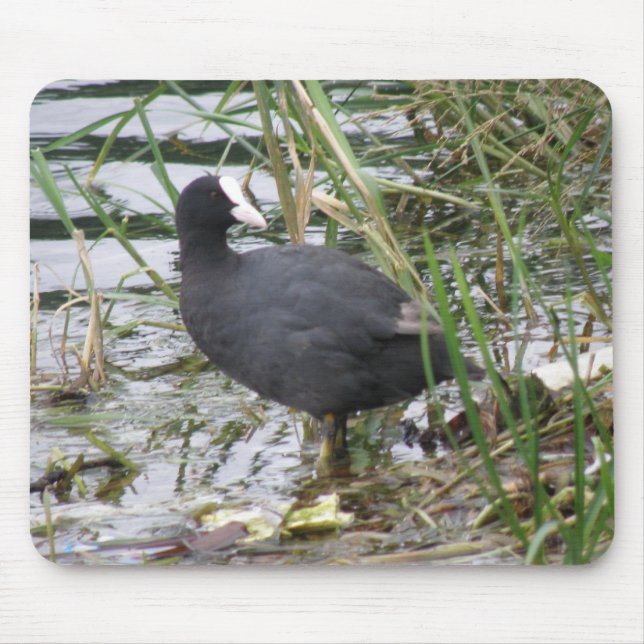 Coot no Riverbank Mousepad (Frente)
