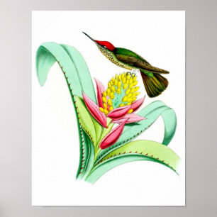 Cópia antiga do poster do pássaro do colibri No.