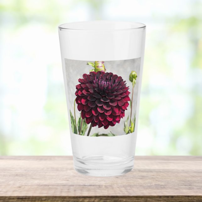 Copo De Pint Bebendo Floral Dark Red Dahlia Bloom (In Situ)