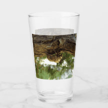 Concha de Cicada. Estava com pressa.