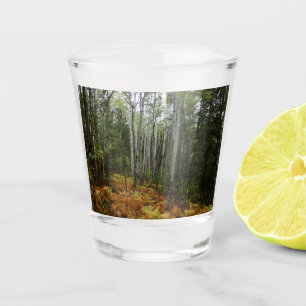 Copo De Shot Árvores Brancas e Fall Ferns na Montanha Rochosa