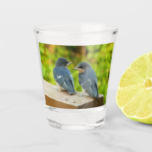 Copo De Shot Baby Barn Swallow Nature Bird Foto