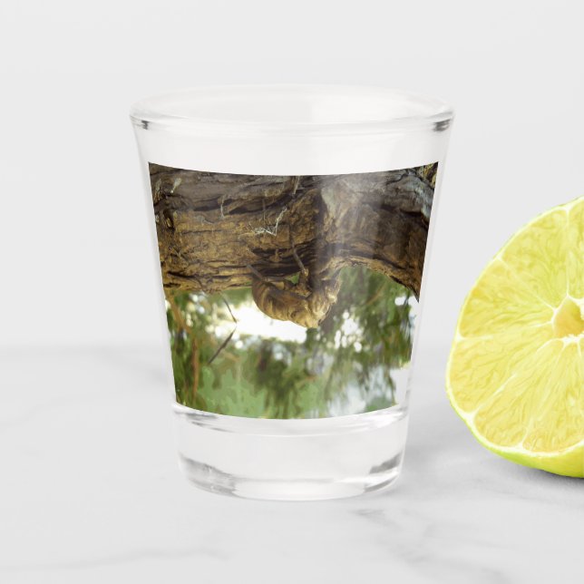 Copo De Shot Concha de Cicada. Estava com pressa. (Frente)