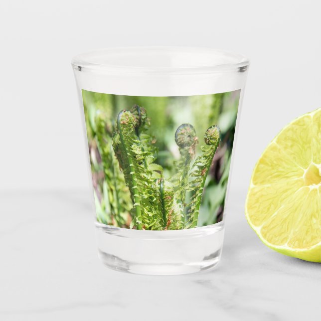 Copo De Shot Despertar de samambaia jovem no jardim   (Frente)