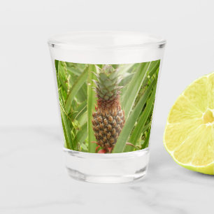 Copo De Shot Fruta tropical de ananás selvagem na natureza